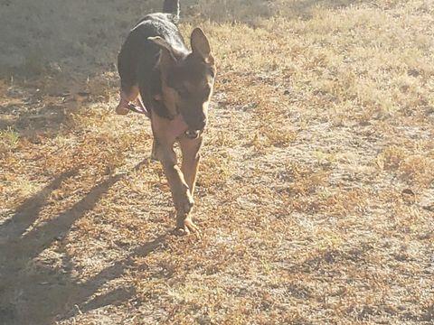 Thistle - Courtesy Post