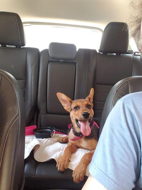 Thistle - Courtesy Post