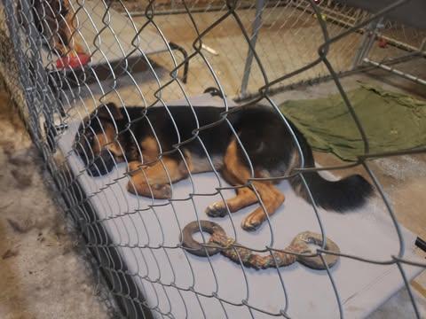 Thistle - Courtesy Post