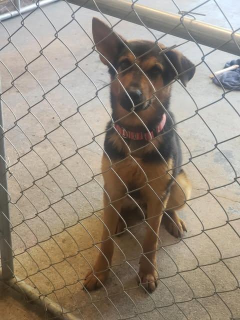 Thistle - Courtesy Post