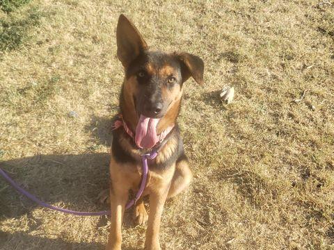 Thistle - Courtesy Post