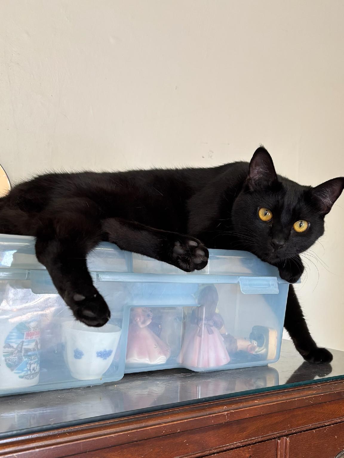 MK, a Adoptable Bombay in Selah, WA image 5/5