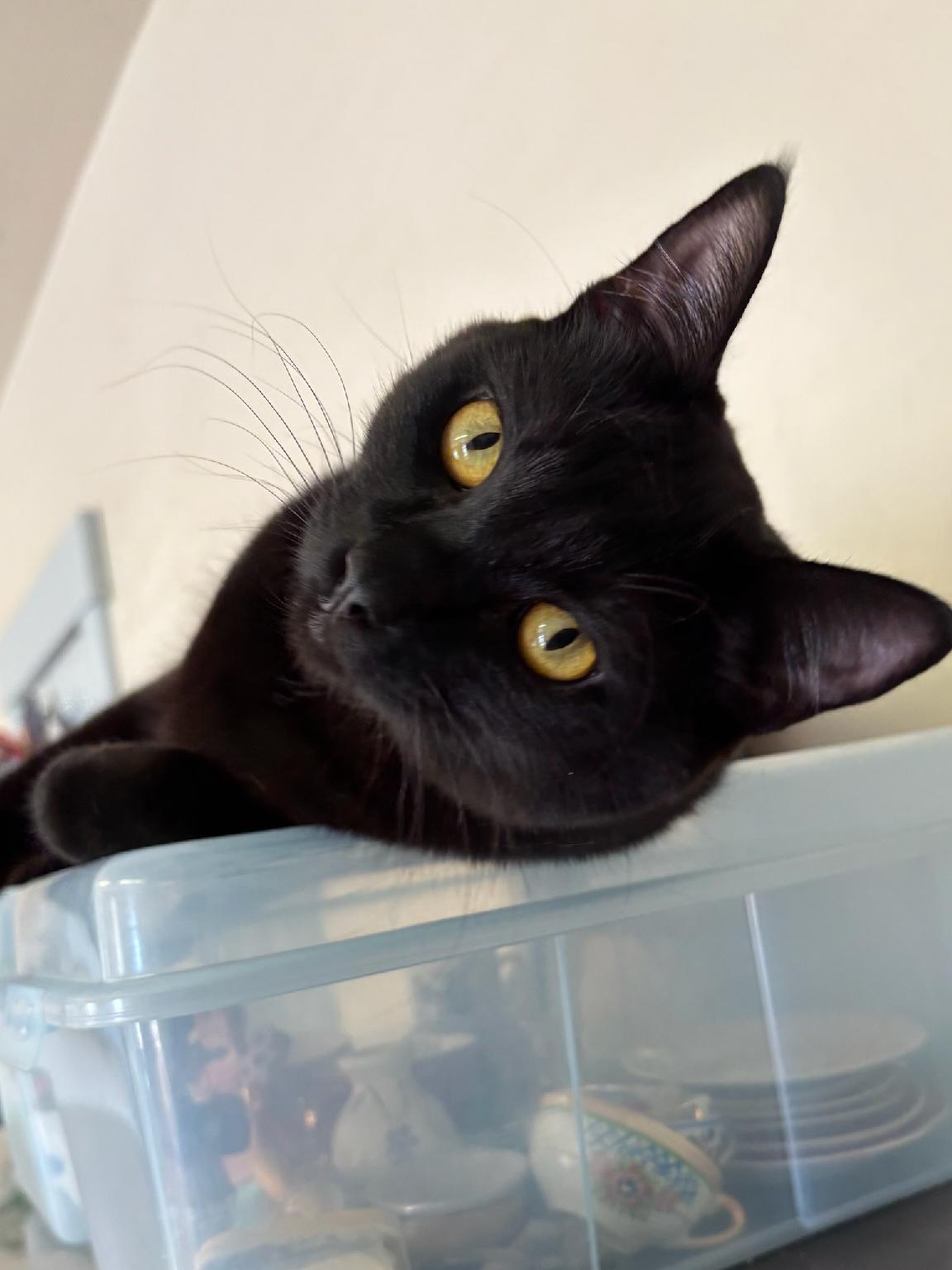 MK, an adoptable Bombay in Selah, WA, 98942 | Photo Image 1