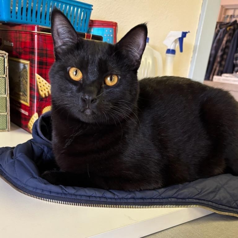 MK, a Adoptable Bombay in Selah, WA image 3/5