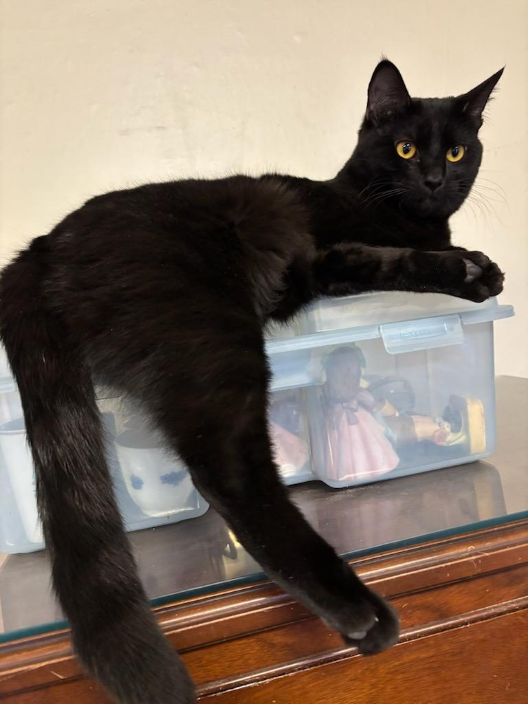 MK, Adoptable, Young Female Bombay.