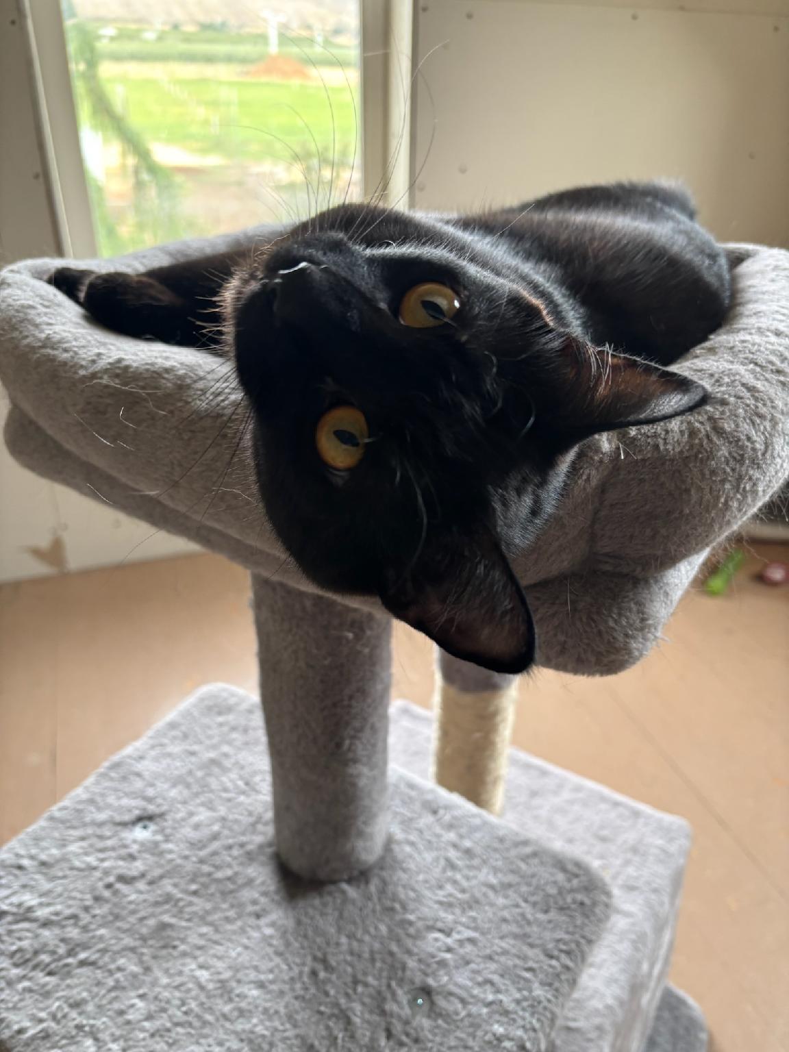 MK, Adoptable, Young Female Bombay.