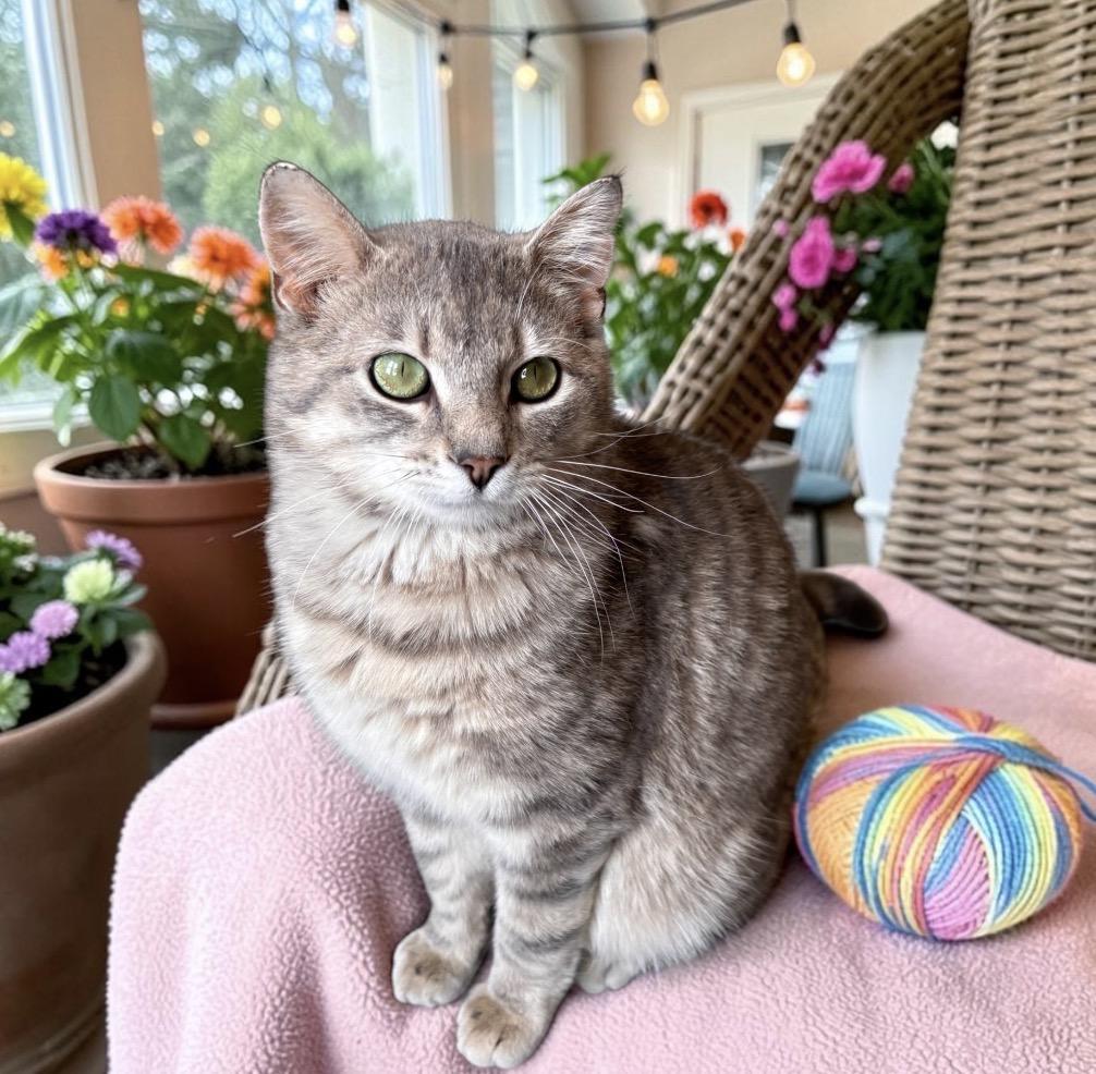 Enlarge Skid, an adopted Tabby in Perry, IA image 3/3