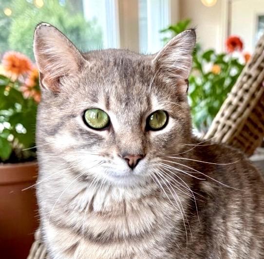 Enlarge Skid, an adopted Tabby in Perry, IA image 1/3