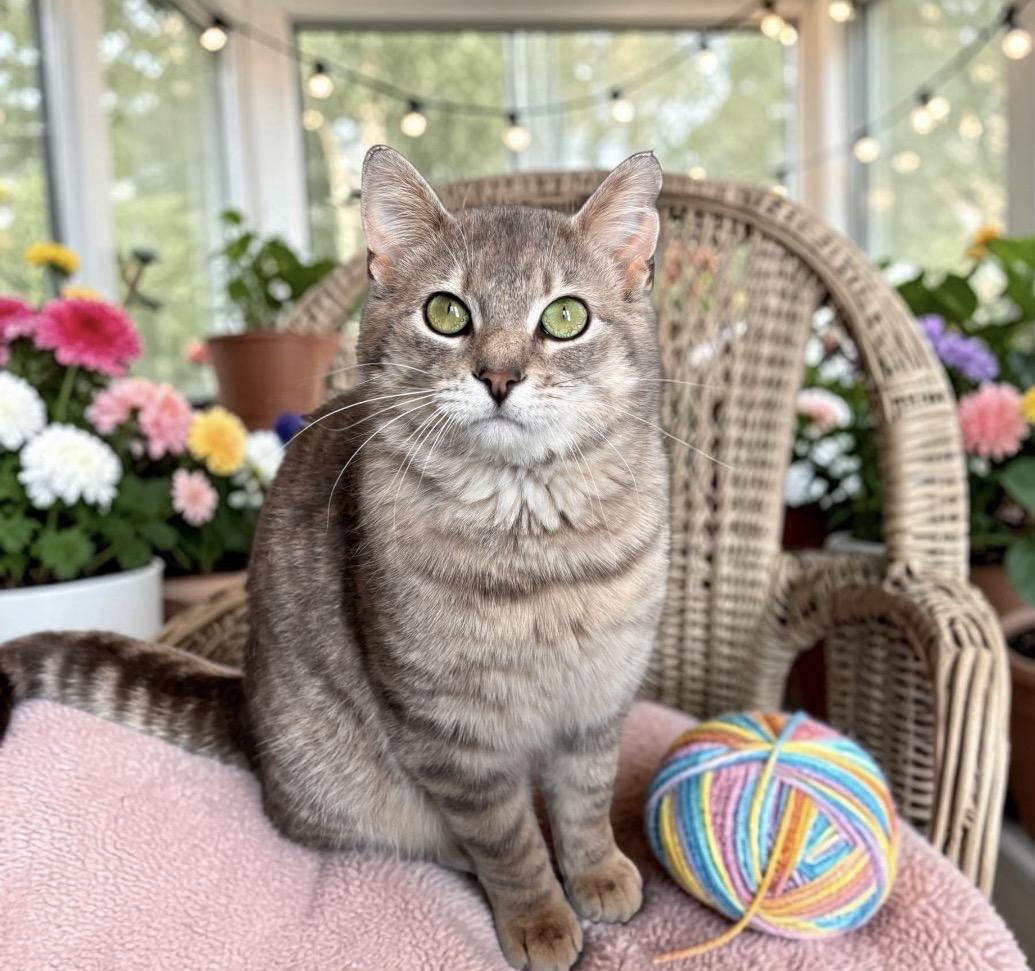 Enlarge Skid, an adopted Tabby in Perry, IA image 2/3