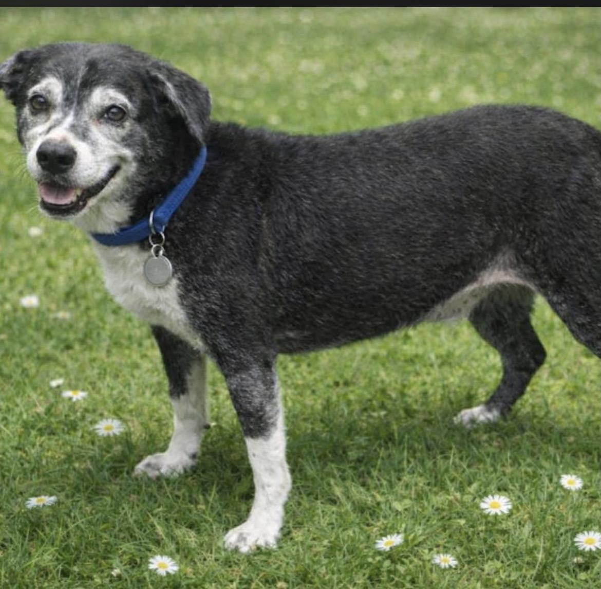 Enlarge Trooper, an adopted mixed breed in Scottsdale, AZ image 2/6