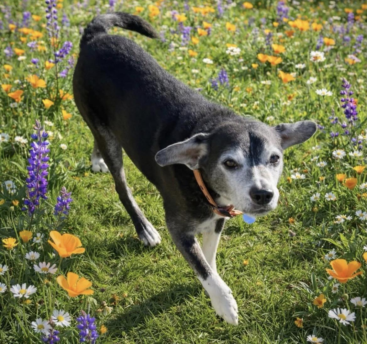 Trooper, adopted, Senior Male Beagle & Labrador Retriever.