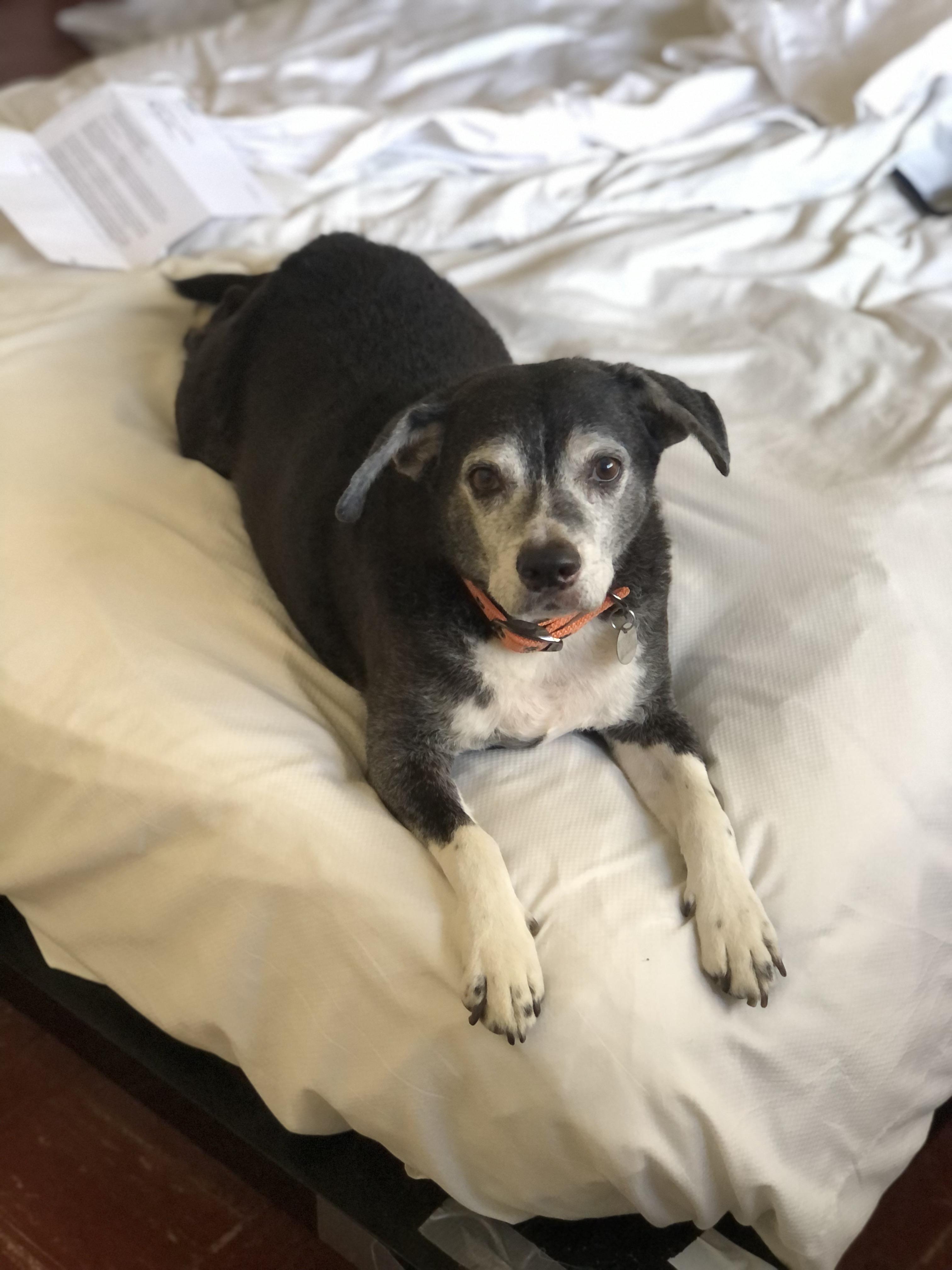 Enlarge Trooper, an adopted mixed breed in Scottsdale, AZ image 4/6