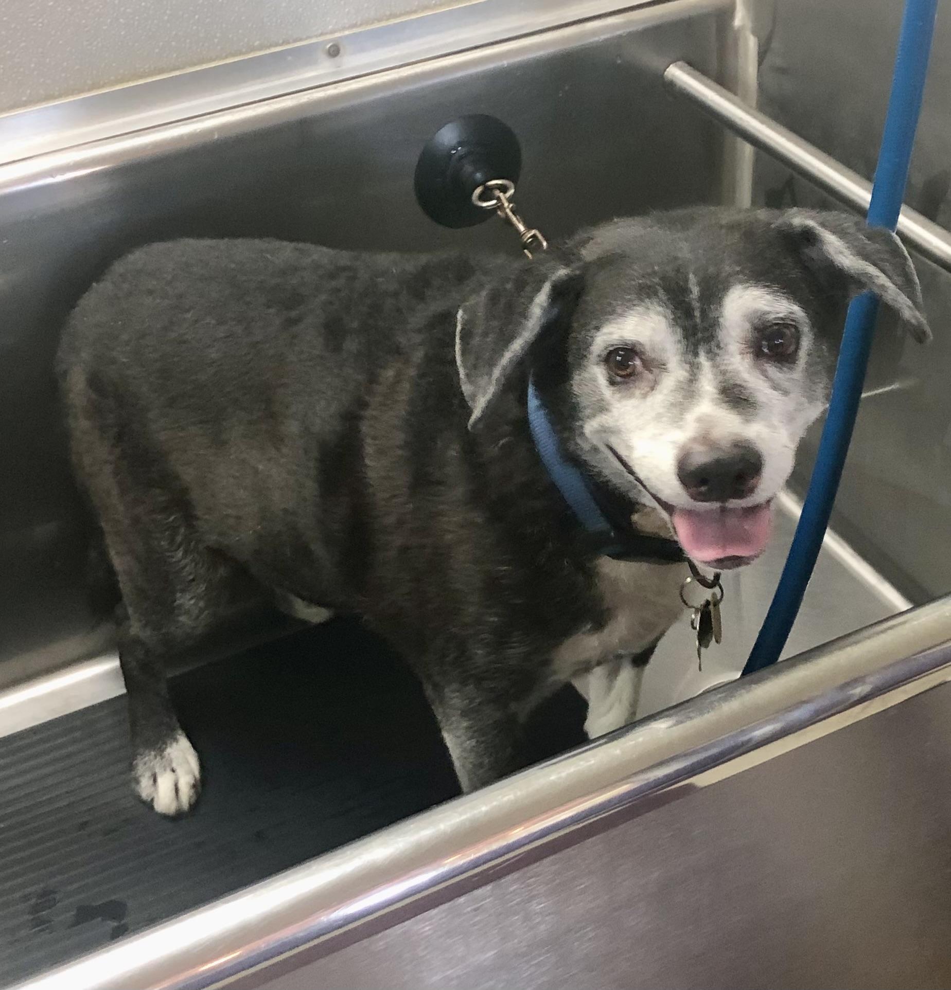 Enlarge Trooper, an adopted mixed breed in Scottsdale, AZ image 5/6