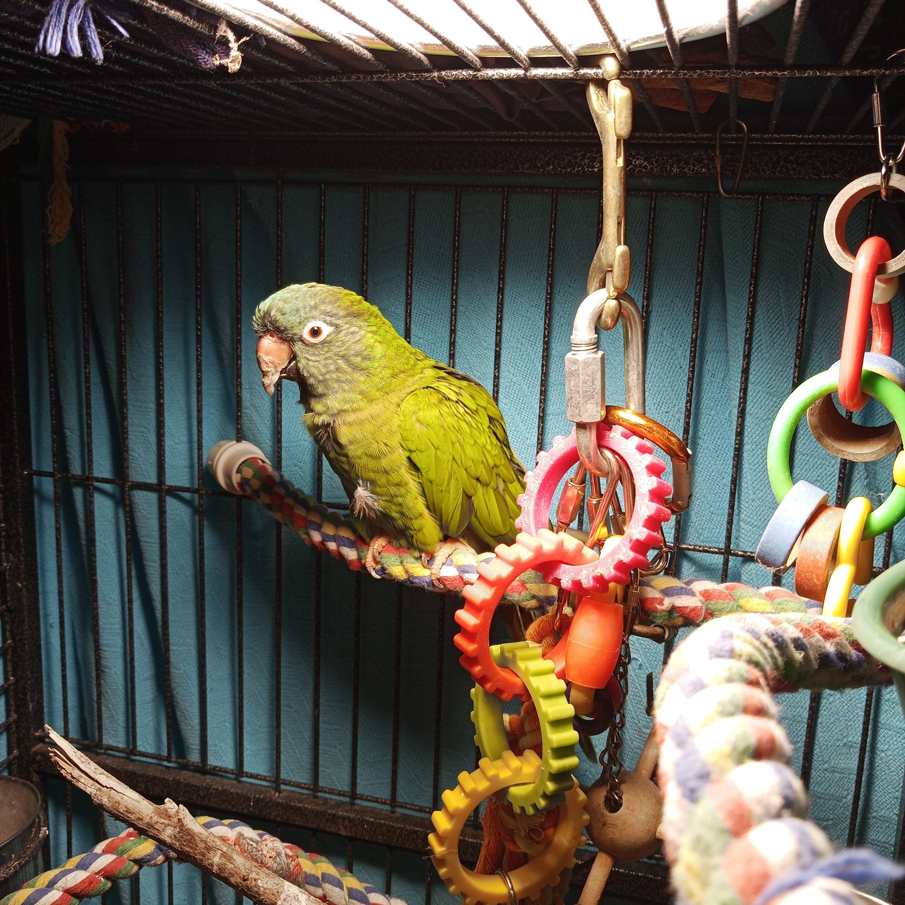 Tiki photo
