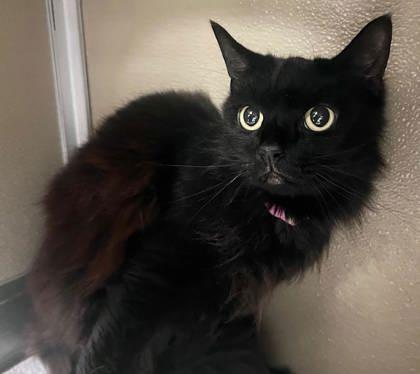 Trouble 2, Adoptable, Adult Female Domestic Medium Hair & Domestic Short Hair.