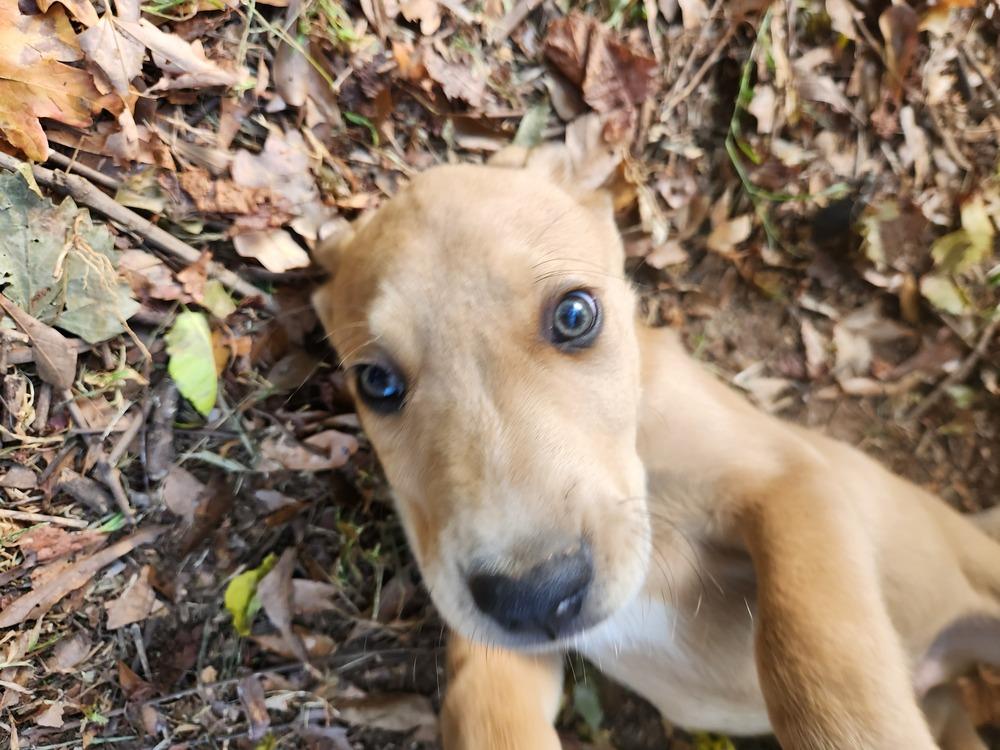 Tucker, a Adoptable mixed breed in Douglasville, GA image 1/5