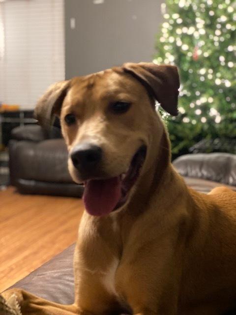 Tucker, Adoptable, Adult Male Labrador Retriever & Hound.
