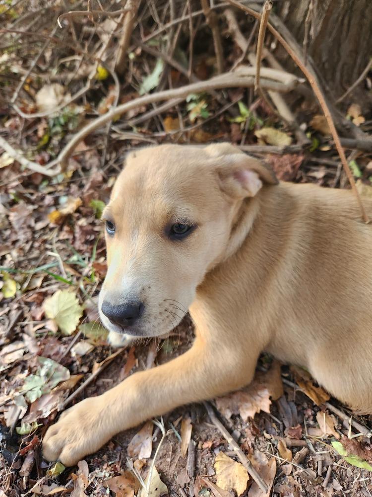 Tucker, a Adoptable mixed breed in Douglasville, GA image 3/5