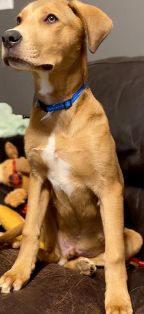 Tucker, a Adoptable mixed breed in Douglasville, GA image 5/5