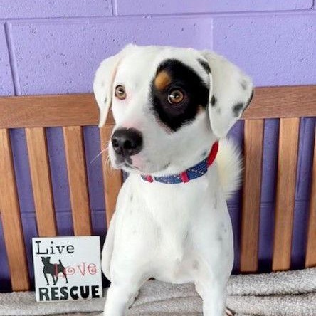 **BUDDY**, a Adoptable mixed breed in North Prairie, WI image 1/3