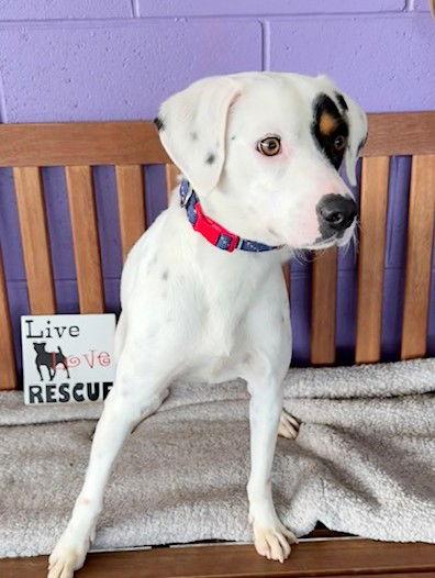 **BUDDY**, a Adoptable mixed breed in North Prairie, WI image 2/3