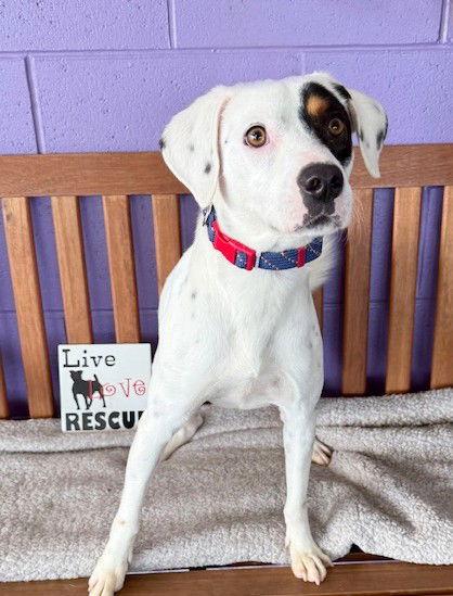 **BUDDY**, a Adoptable mixed breed in North Prairie, WI image 3/3