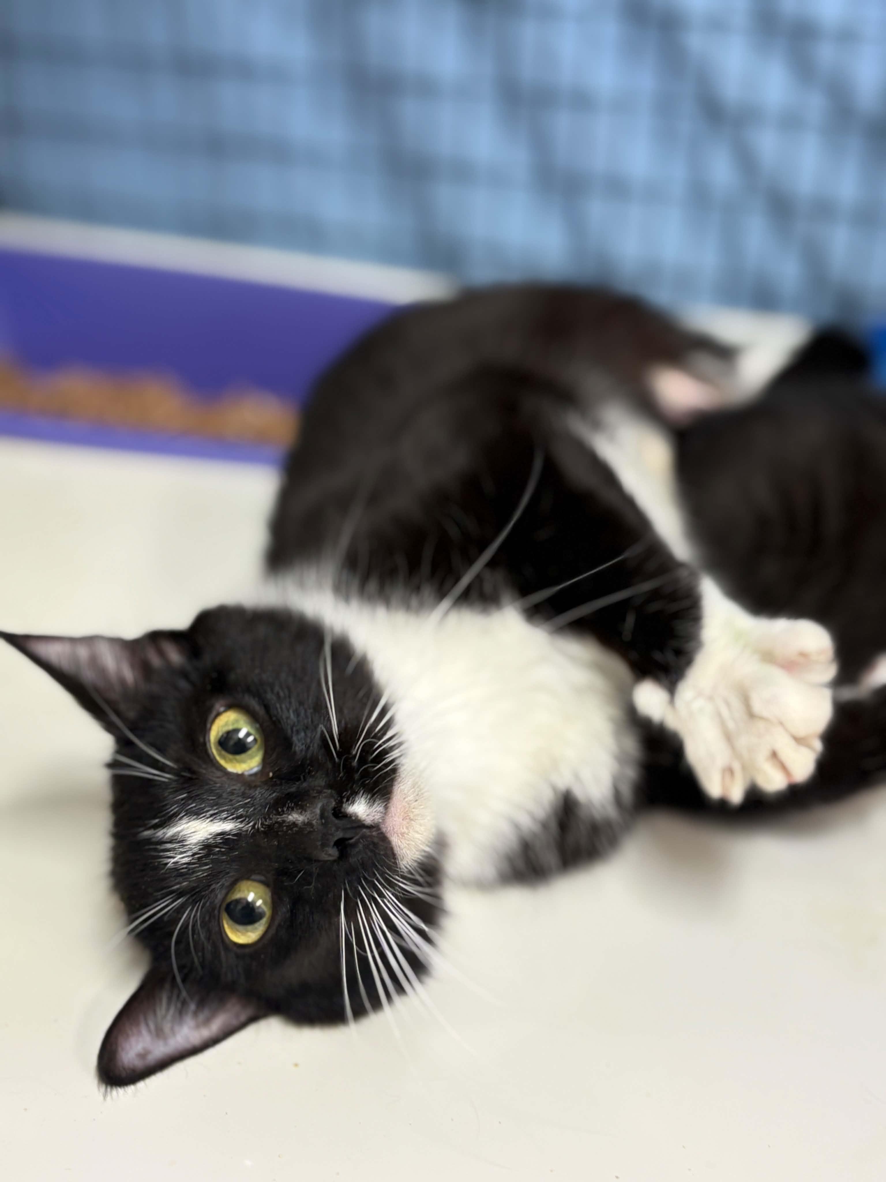 Vespa, a Adoptable Domestic Short Hair in Grants Pass, OR image 2/2