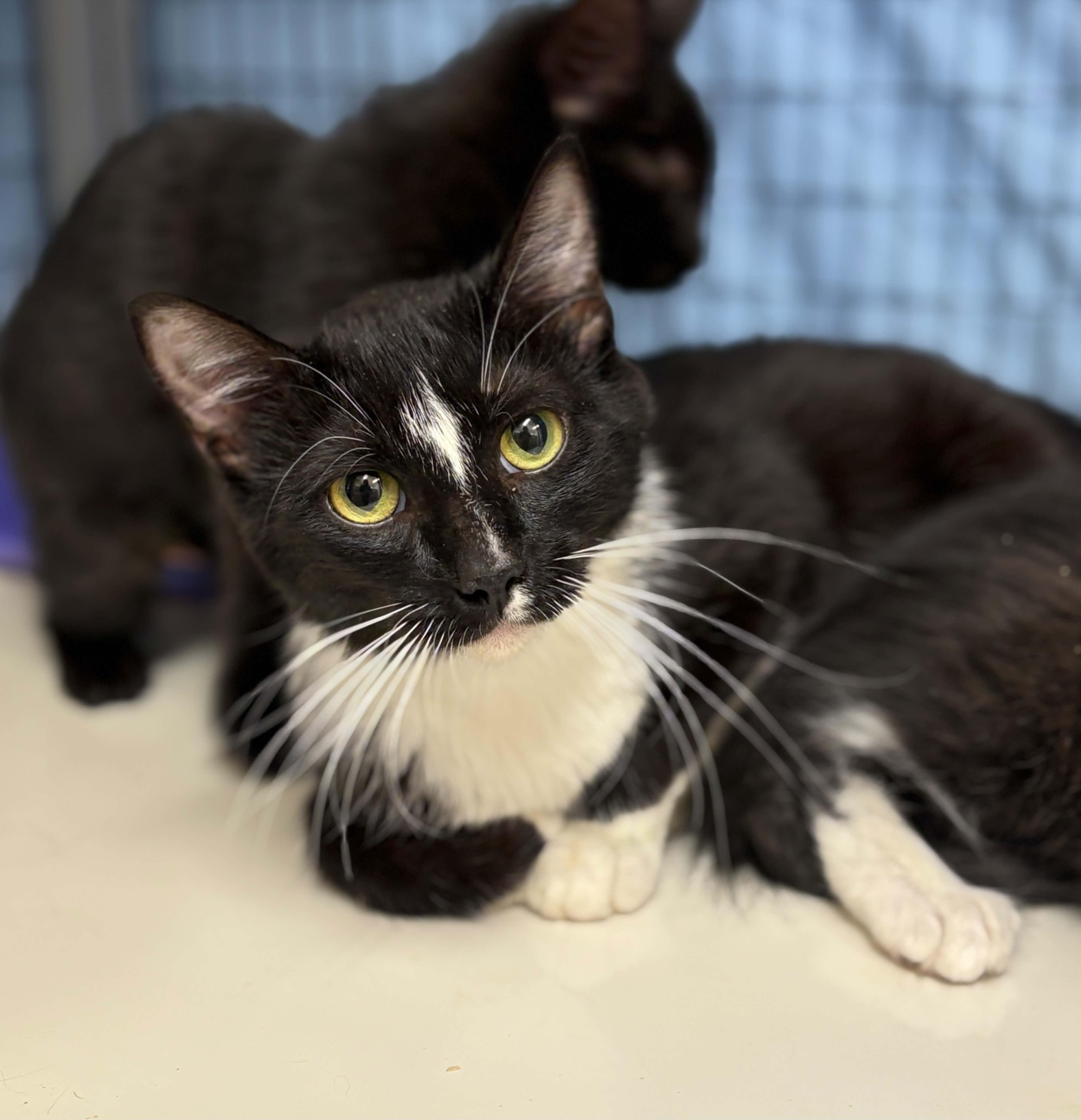 Vespa, a Adoptable Domestic Short Hair in Grants Pass, OR image 1/2