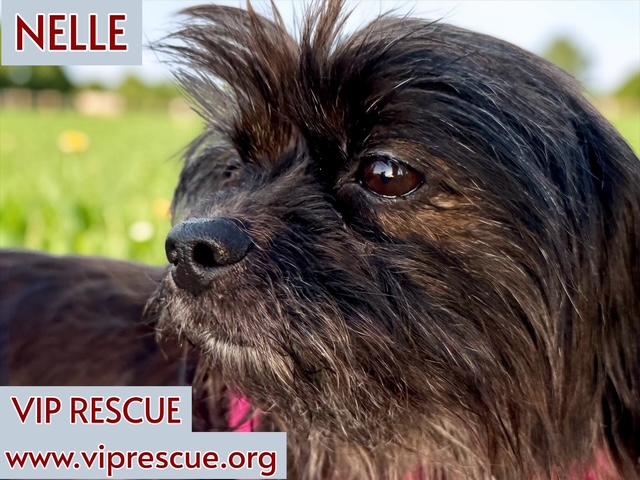 Nelle and Hannah /BONDED Pair / Largo, a Adoptable mixed breed in Redington Beach, FL image 6/6