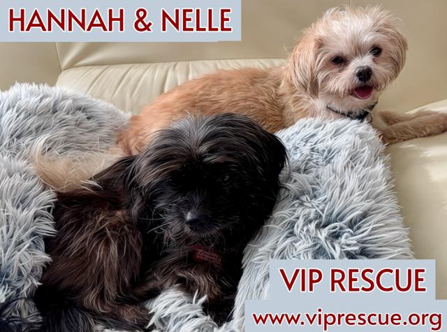 Nelle and Hannah /BONDED Pair / Largo, a Adoptable mixed breed in Redington Beach, FL image 1/6