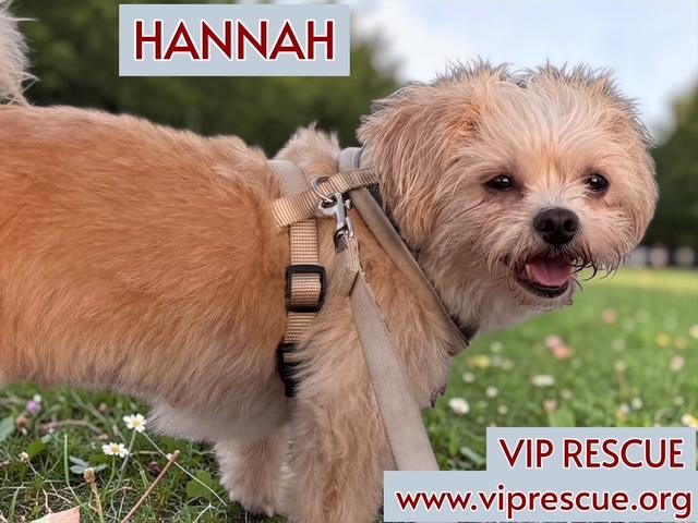 Nelle and Hannah /BONDED Pair / Largo, a Adoptable mixed breed in Redington Beach, FL image 5/6