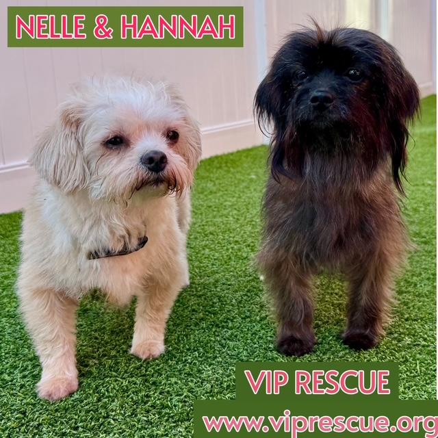 Nelle and Hannah /BONDED Pair / Largo, a Adoptable mixed breed in Redington Beach, FL image 2/6