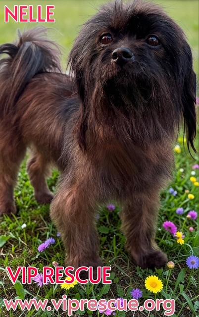 Nelle and Hannah /BONDED Pair / Largo, a Adoptable mixed breed in Redington Beach, FL image 3/6