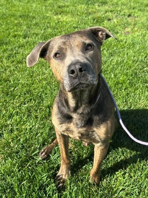 Benelli, ADOPTABLE, Adult Male Pit Bull Terrier.