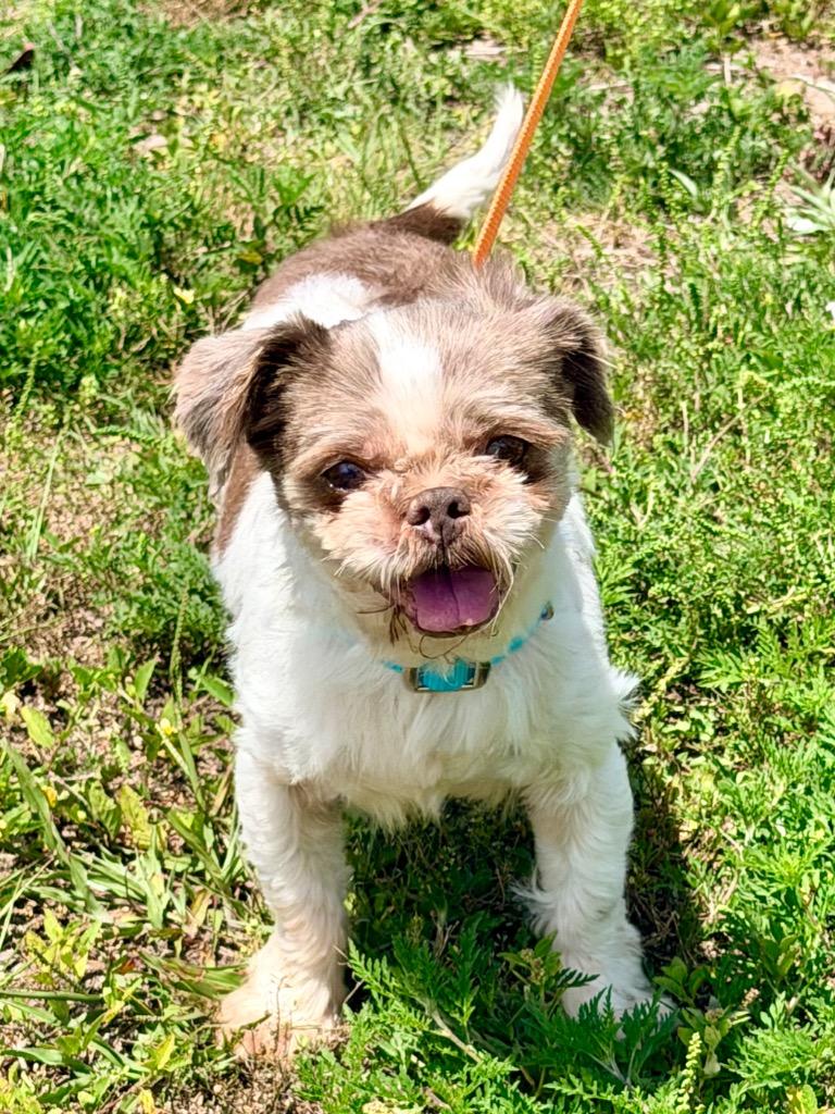 Velveteen, Adoptable, Senior Female Shih Tzu & Mixed Breed.