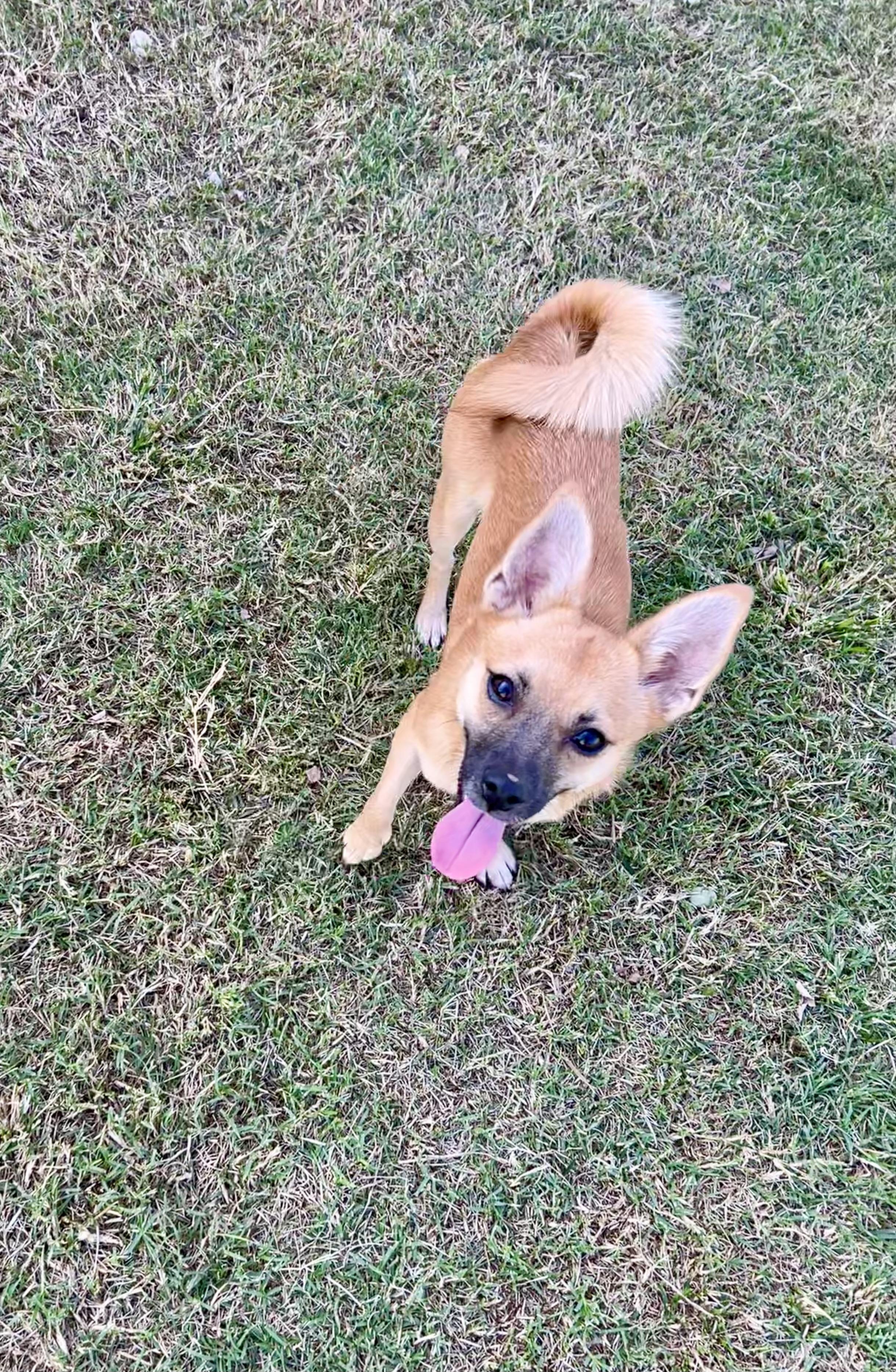 Enlarge Fox, a Adoptable mixed breed in Chickasha, OK image 2/4