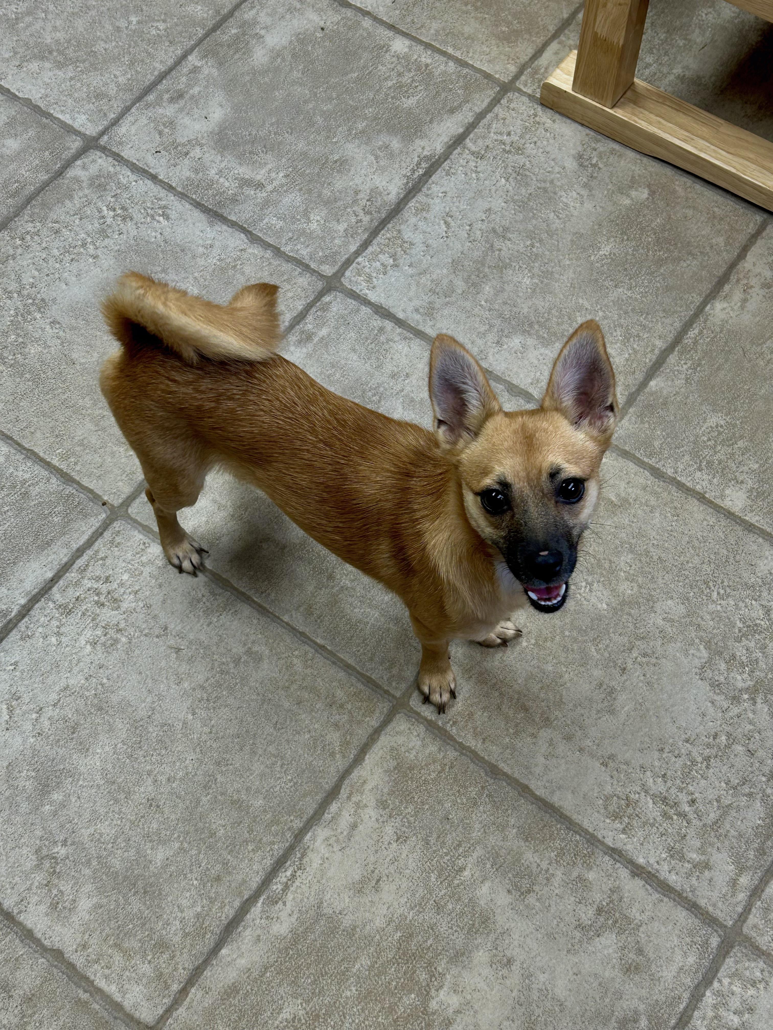 Enlarge Fox, a Adoptable mixed breed in Chickasha, OK image 1/4