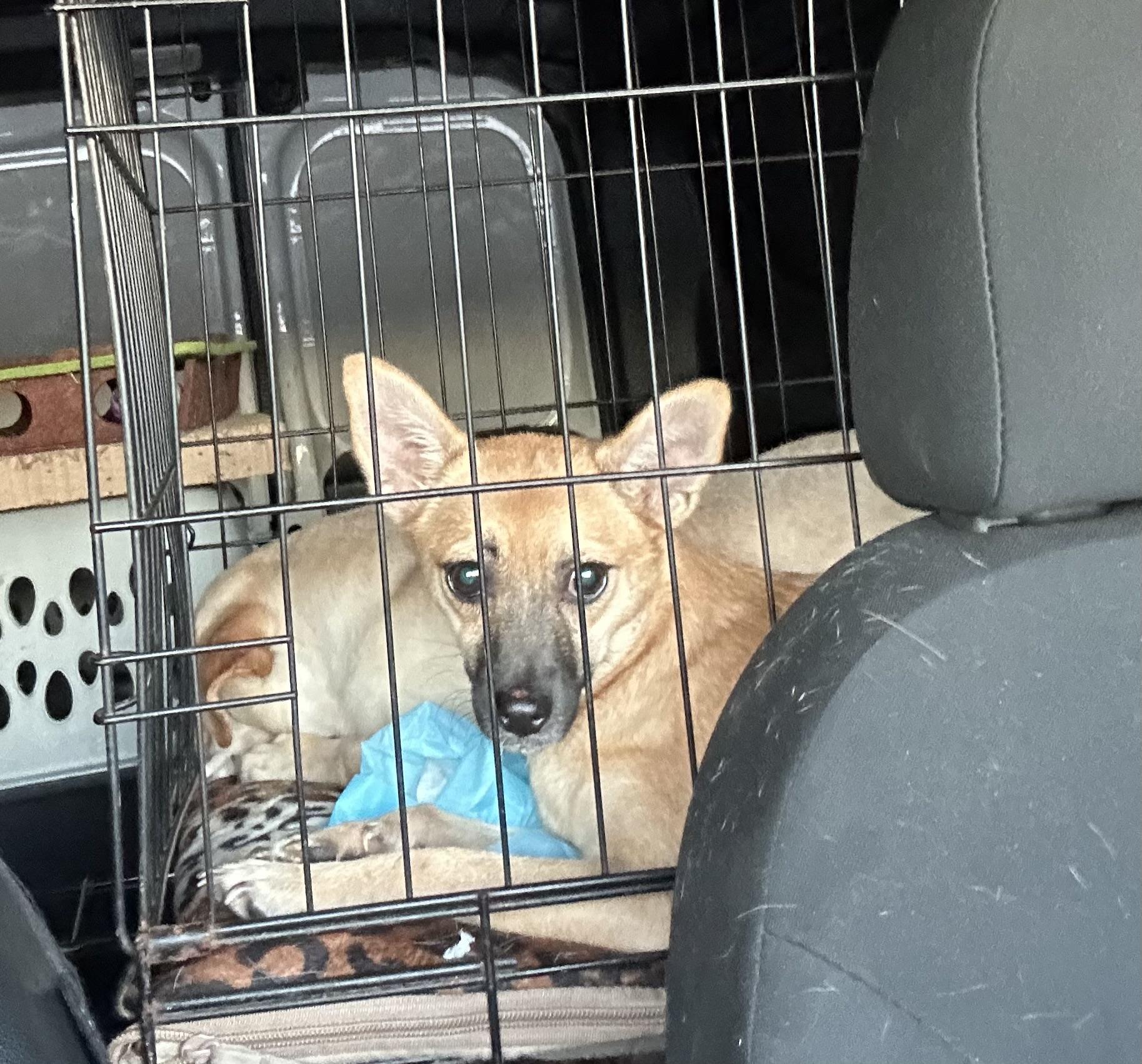 Enlarge Fox, a Adoptable mixed breed in Chickasha, OK image 4/4
