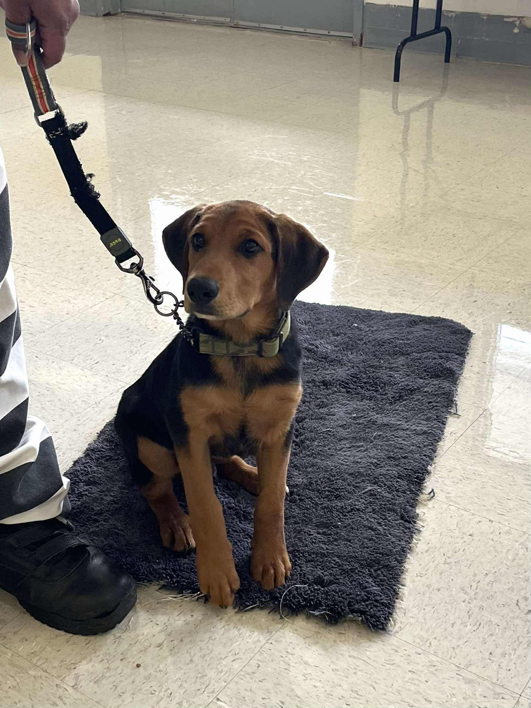 Chicken nugget, Adoptable, Young Male Hound.