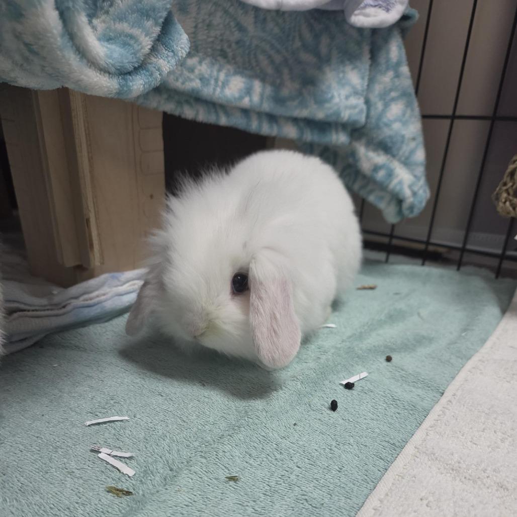 Enlarge Jasmine, a Adoptable Bunny Rabbit in Grand Rapids, MI image 2/2