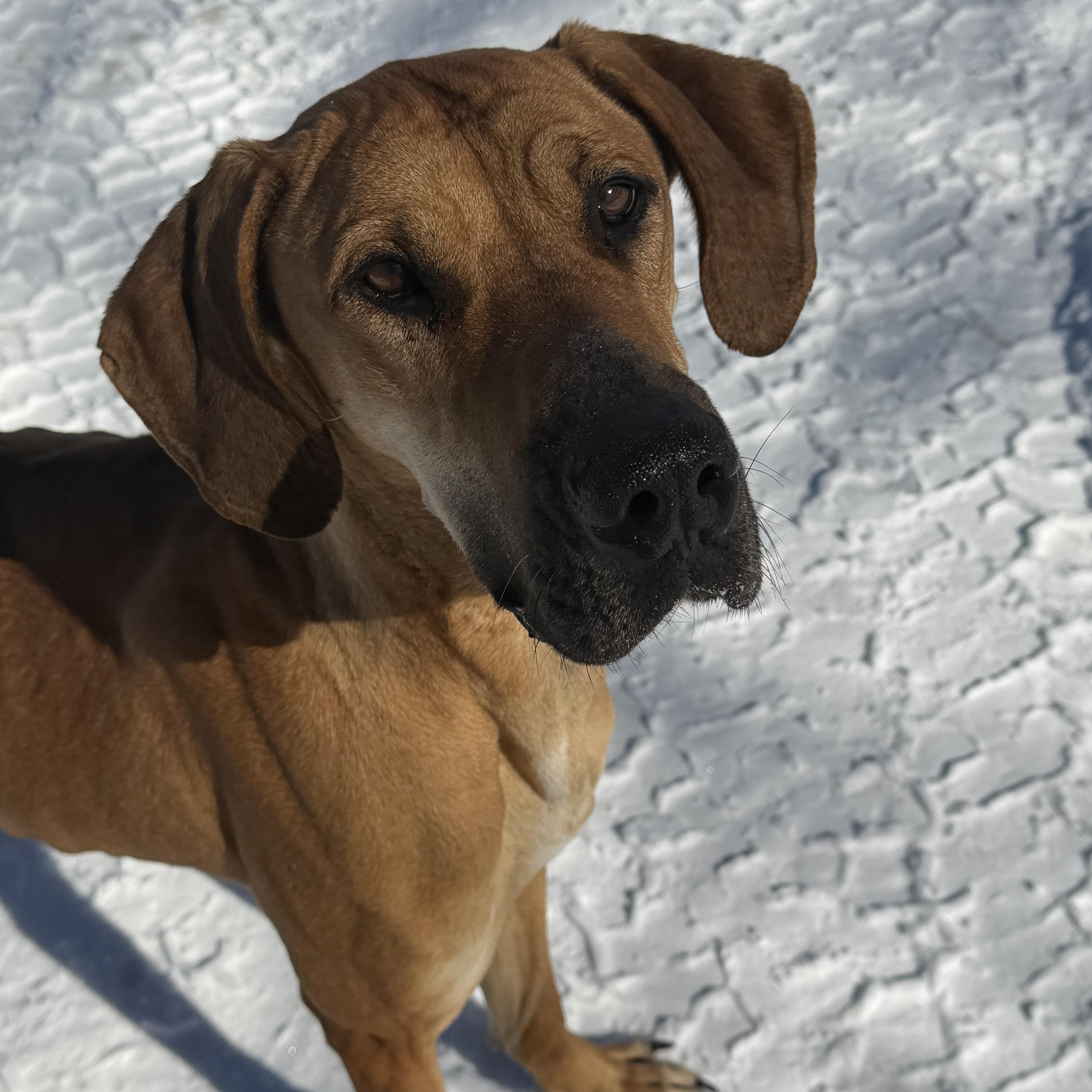 Talia, ADOPTABLE, Adult Female Great Dane.