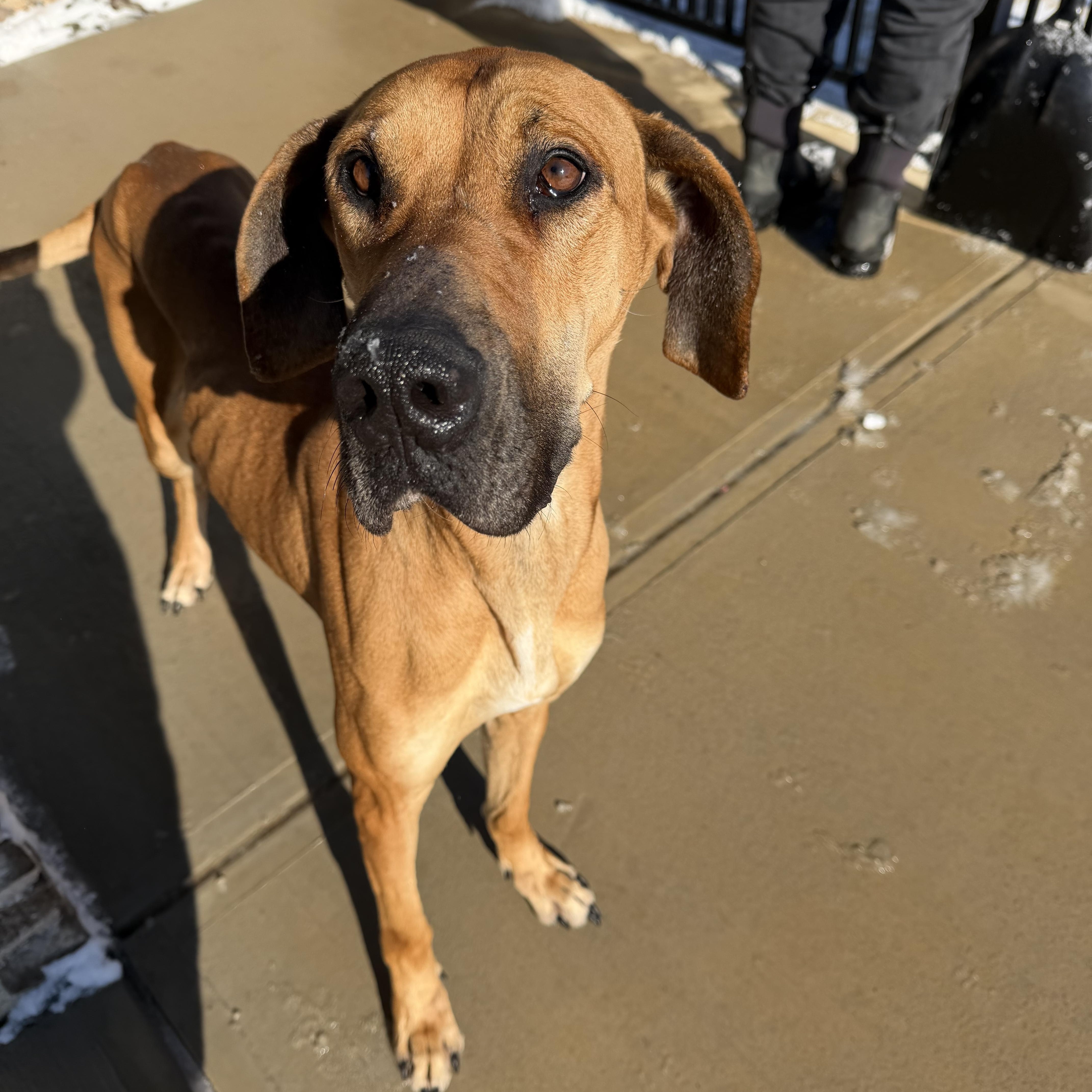Talia, a ADOPTABLE Great Dane in Albemarle, NC image 3/3