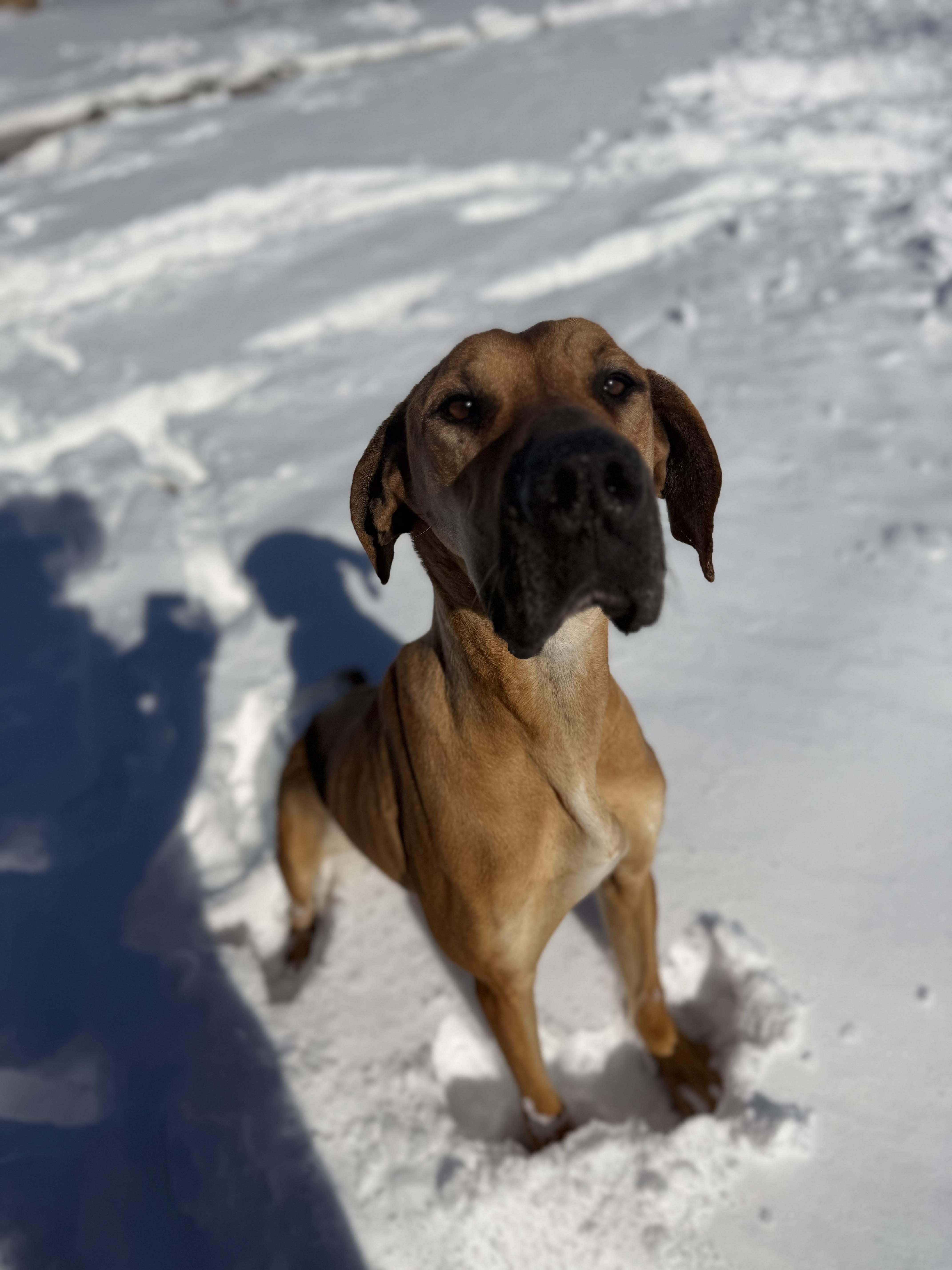 Talia, a ADOPTABLE Great Dane in Albemarle, NC image 2/3