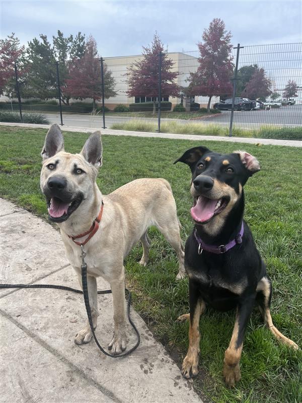 Rimini, Adoptable, Adult Female Doberman Pinscher.