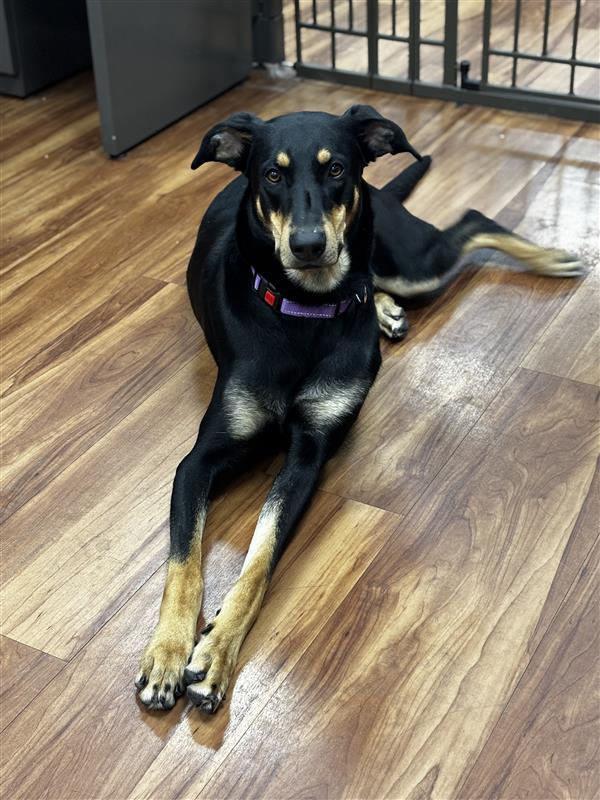 Enlarge Rimini, a Adoptable Doberman Pinscher in Elk Grove, CA image 3/3