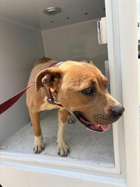 BRIE, Adoptable, Young Female Pit Bull Terrier.