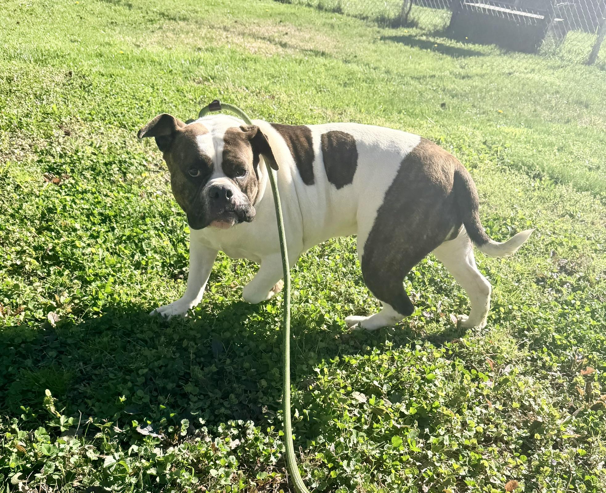 Enlarge Dumpling, an adopted American Bulldog in Petersburg, VA image 3/6