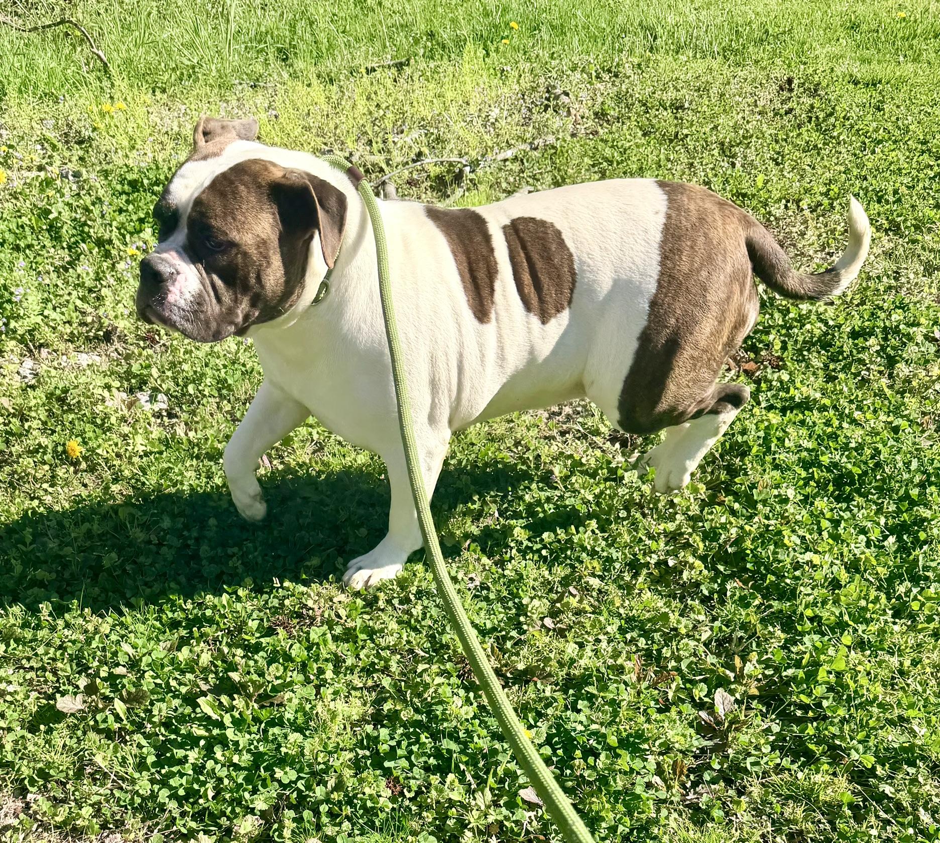 Enlarge Dumpling, an adopted American Bulldog in Petersburg, VA image 6/6