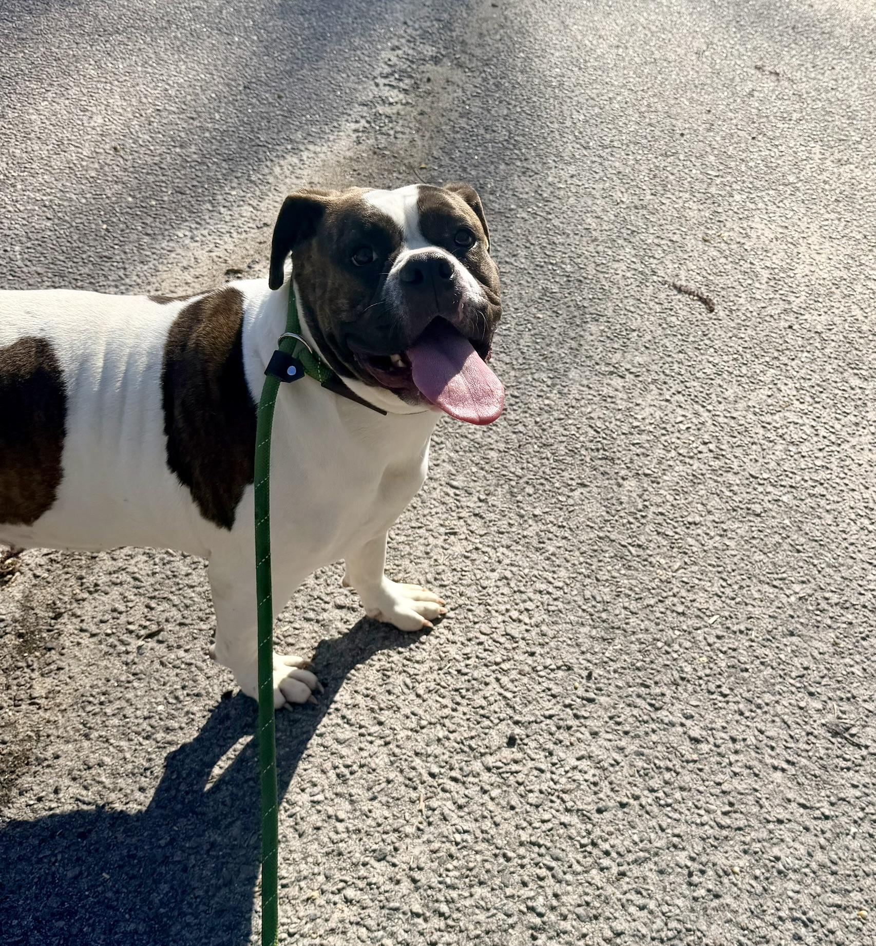 Enlarge Dumpling, an adopted American Bulldog in Petersburg, VA image 4/6