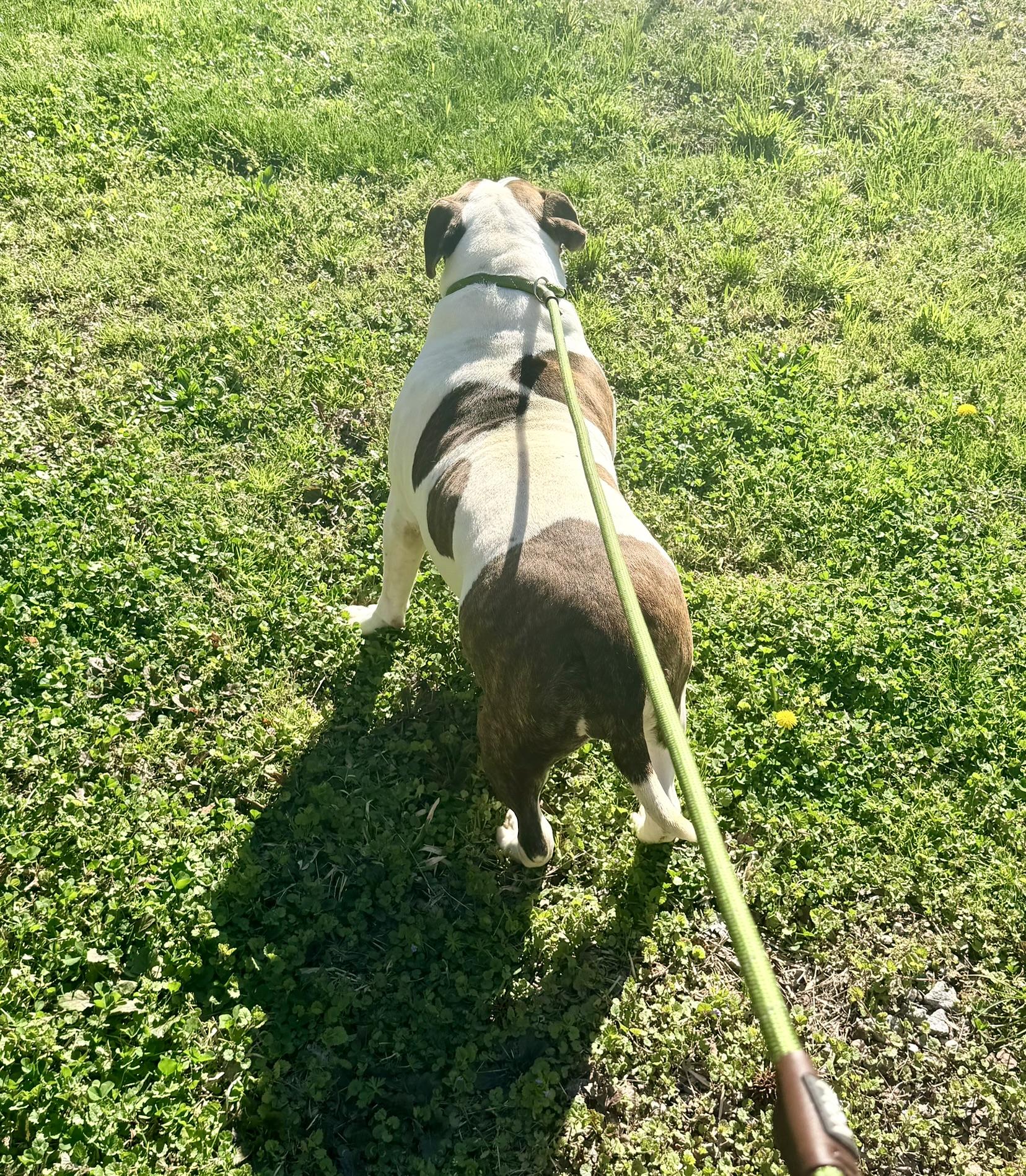 Enlarge Dumpling, an adopted American Bulldog in Petersburg, VA image 5/6
